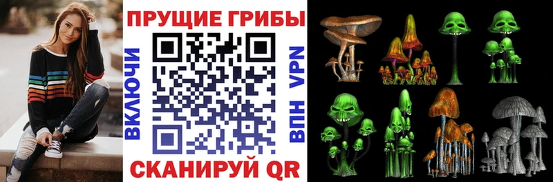 купить   Сенгилей  мега ТОР  Галлюциногенные грибы Psilocybine cubensis 